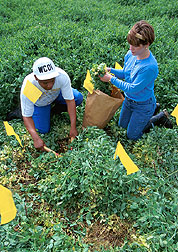Technicians collect samples to estimate the amount of plant matter in a field near Thighman Lake. Click here for full photo caption.