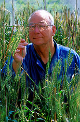 Geneticist examines a newly developed, high-yielding, scab-tolerant spring wheat variety. Click here for full photo caption.