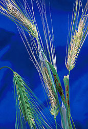 Lighter, discolored barley heads are infected with Fusarium head scab fungi. Click here for full photo caption.