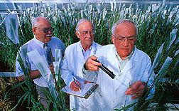Plant pathologist inoculates progeny of a durum-emmer cross with Fusarium fungus. Click here for full photo caption.