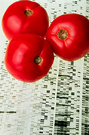 Endless Summer tomatoes. Click here for full photo caption.