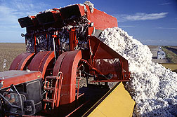 Harvesting cotton in Texas.