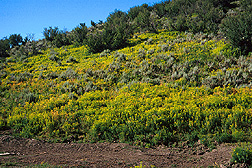 Leafy spurge overtaking a hillside in Colorado. Link to photo information.
