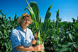 Geneticist Victor Raboy examines a plant from a new line of corn he developed. Link to photo information. Click here for full photo caption.