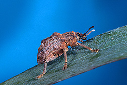 Oxyops vitiosa, a leaf weevil. Link to photo information.
