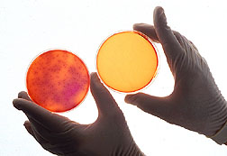 Petri dishes showing sterilization effects of negative air ionization on a chamber aerosolized with Salmonella enteritidis. Link to photo information.