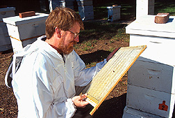 Entomologist examines a screen that separates live varroa mites from bees. Link to photo information.