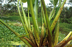 Petioles of water-hyacinth densely punctured by oviposition marks of Taosa plant hoppers. Link to photo information.