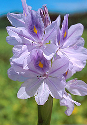 A water-hyacinth's flower. Link to photo information.