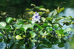 Water-hyacinth in bloom. Link to photo information.