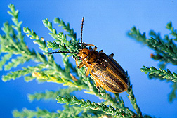 The Diorhabda elongata leaf beetle. Link to photo information.