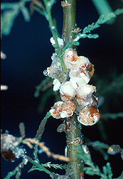 Mealybugs egg sacs on saltcedar in quarantine at Temple, Texas. Link to photo information.