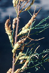 The midge Psectrosema noxium attacks saltcedar and forms galls on it, killing the terminal stems. Link to photo information.