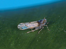 The Megamelus plant hopper (about 3mm long). Link to photo information.