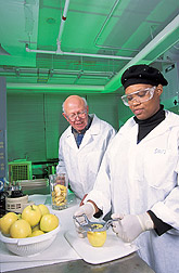 Food technologist and technician evaluate apples: Click here  for full photo caption.