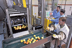 Engineering technician gathers apples while mechanical engineer and food microbiologist operate equipment: Click here for full photo caption.