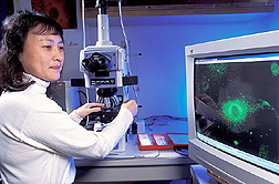 Geneticist studies cells on monitor: Click here for full photo caption.