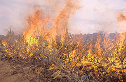 A prescribed fire at the Henninger Ranch: Click here for full photo caption.