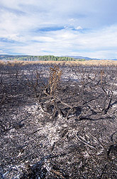 The Henninger Ranch after a prescribed fire: Click here for full photo caption.