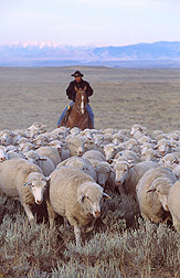 Herding sheep to research sites: Click here for full photo caption.