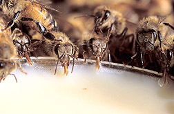 Honey bees devour a new, nutrient-rich food: Click here for full photo caption.