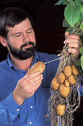 Geneticist examines a potato plant: Click here for full photo caption.