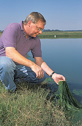 Microbiologist examines filamentous algae from a catfish production pond: Click here for full photo caption.