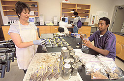 Students process soil moisture samples: Click here for full photo caption.