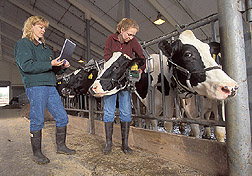 Animal scientist and project assistant collect data from a special halter: Click here for full photo caption.