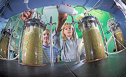 Technician and animal scientist analyze samples of the contents of a cow's rumen: Click here for full photo caption.