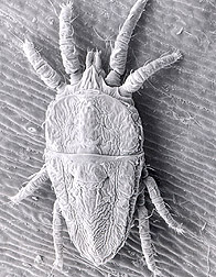 Electron micrograph of a flat mite species: Click here for full photo caption.