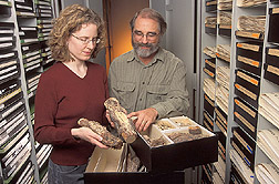 Collections manager and mycologist examine a fusiform rust of pine: Click here for full photo caption.