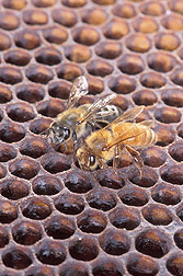 An Africanized honey bee and a European honey bee: Click here for full photo caption.