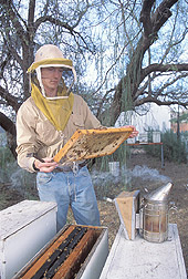 Entomologist investigating honey bee colonies: Click here for full photo caption.