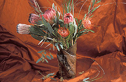An arrangement of protea flowers: Click here for full photo caption.