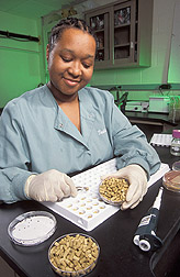Technician prepares to test bacteria: Click here for full photo caption.