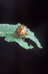 An adult Colorado potato beetle: Click here for full photo caption.