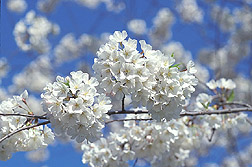 Japanese cherry blossoms: Click here for photo caption.