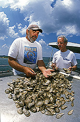 Photo: Researchers examine freshly harvested oysters. Link to photo information