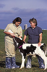 Purdue University graduate student and immunologist feed a calf: Click here for full photo caption.