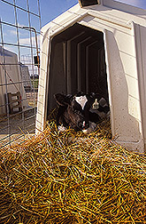 A calf: Click here for full photo caption.