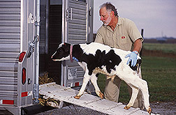 Technician loads a calf onto a trailer: Click here for full photo caption.