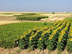 Computer models are being used to assess the performance of alternative dryland crop rotations at the Central Great Plains Research Station, Akron, Colorado, and extend the results to soils and climates of other locations: Click here for photo caption.