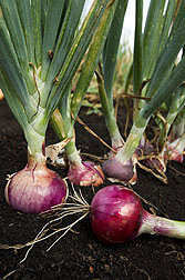 Pungent red onions: Click here for full photo caption.