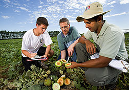Horticulturist (center) evaluates melon color with University of Wisconsin graduate research assistant (right) and undergraduate: Click here for full photo caption.