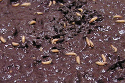 New, cellulose fiber-based diet and screwworm larvae feeding on it: Click here for photo caption.