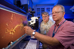 Using a dissecting scope, entomologist (left) and microbiologist identify which of a fly’s internal organs should be examined for Salmonella enteritidis contamination: Click here for full photo caption.