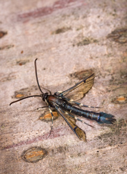 The lesser peachtree borer may be pretty, but it isn’t peachy: Click here for photo caption.