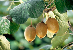 Kiwifruit: Click here for full photo caption.