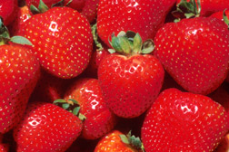 Strawberries: Click here for full photo caption.